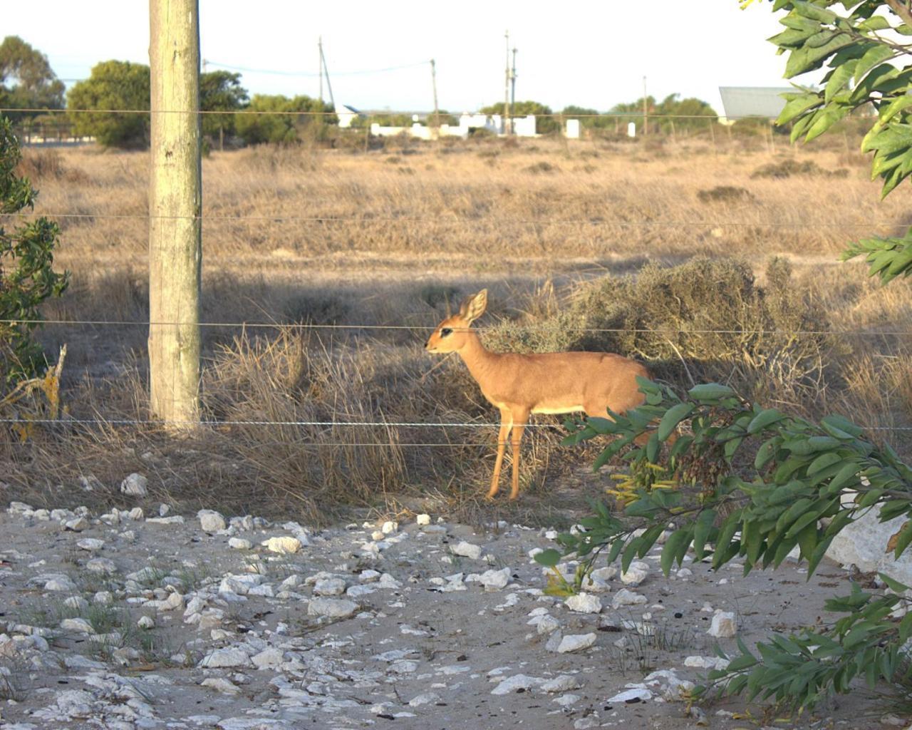 Silver Oaks Airbnb Langebaan Buitenkant foto