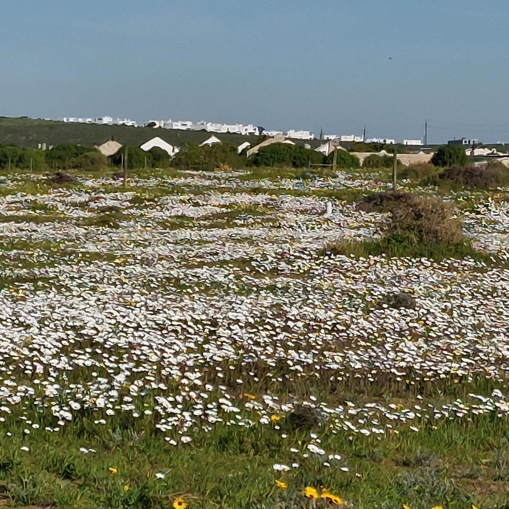 Silver Oaks Airbnb Langebaan Buitenkant foto